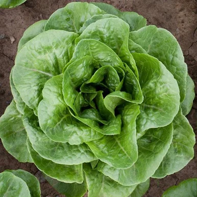tc.farm221534